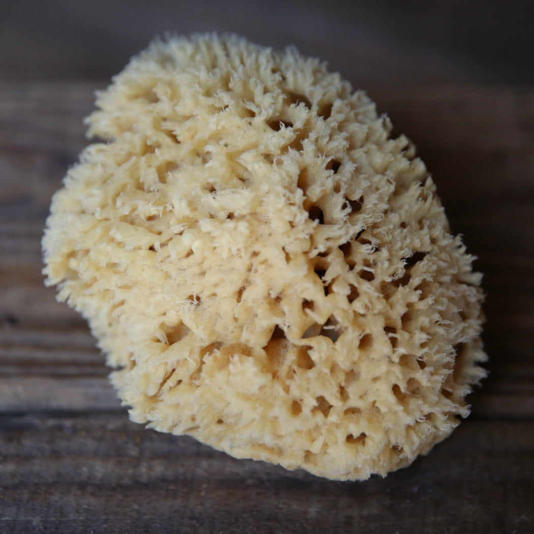 Dynamic 00008 Natural Sea Sponge 7 - 7.5 17-19cm