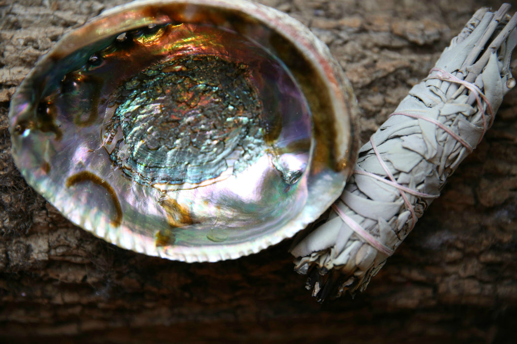 Abalone Smudging Shell